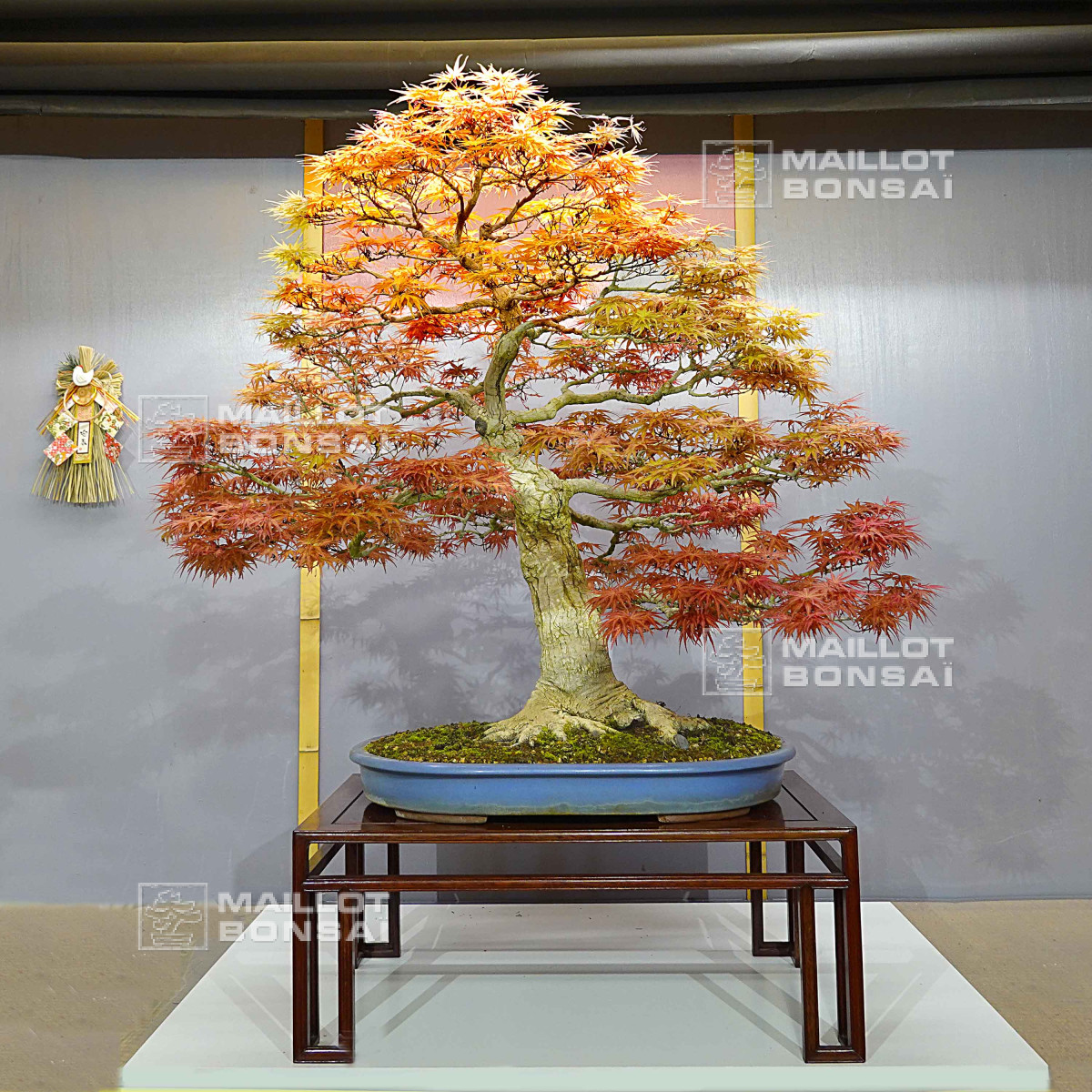 Bonsai masterpieces acer palmatum seigen ref :042025 from Maillot-Erable -  The store MAILLOT-ERABLE