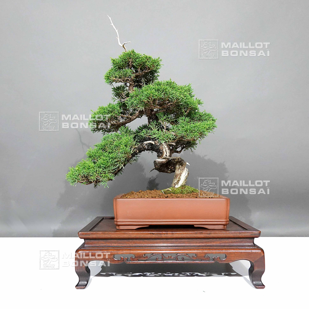 Unique bonsai juniperus chinensis itoigawa ref : 05110241 from  Maillot-Erable - The store MAILLOT-ERABLE