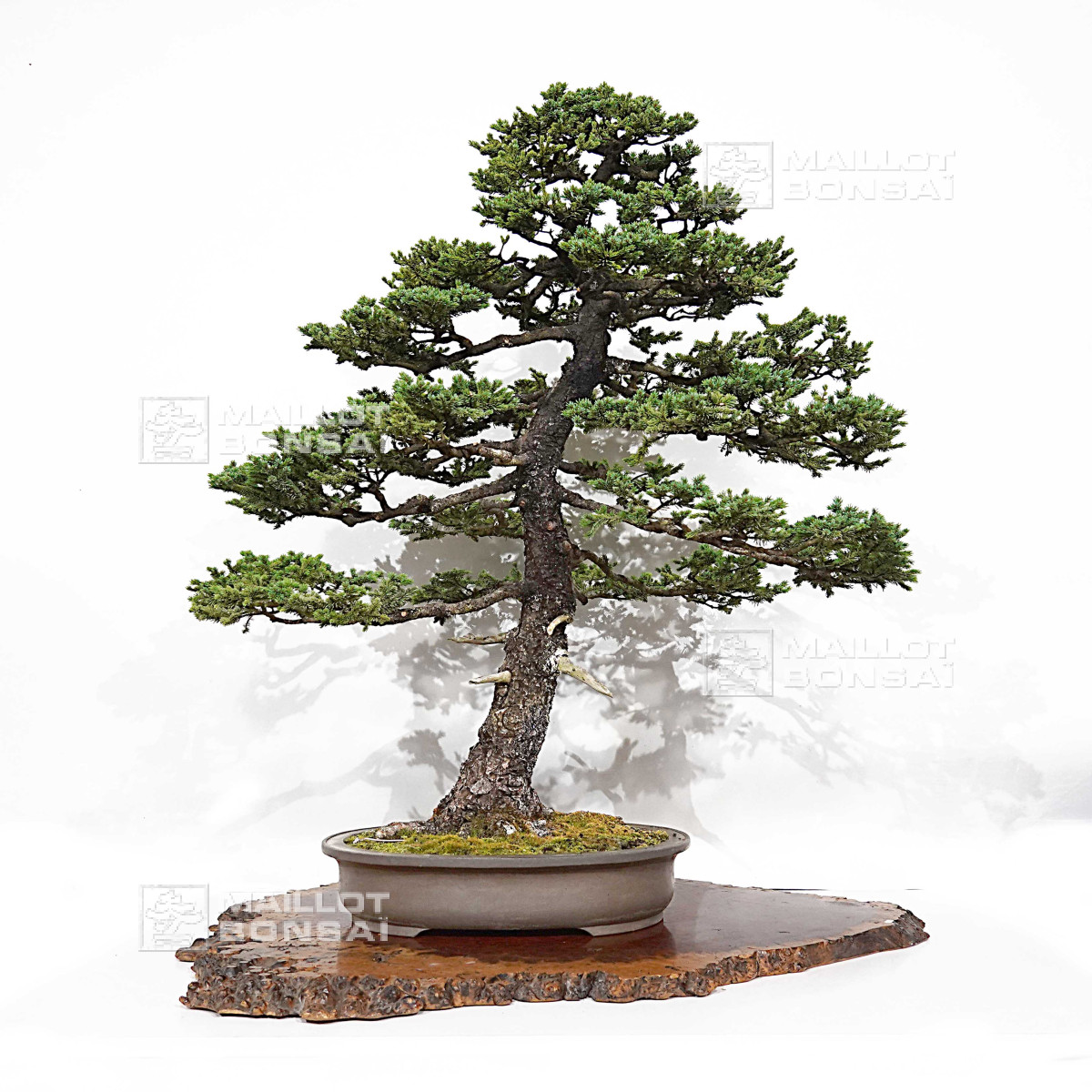 Outdoor bonsai trees picea jezoensis 28070251 from Maillot-Erable - The  store MAILLOT-ERABLE