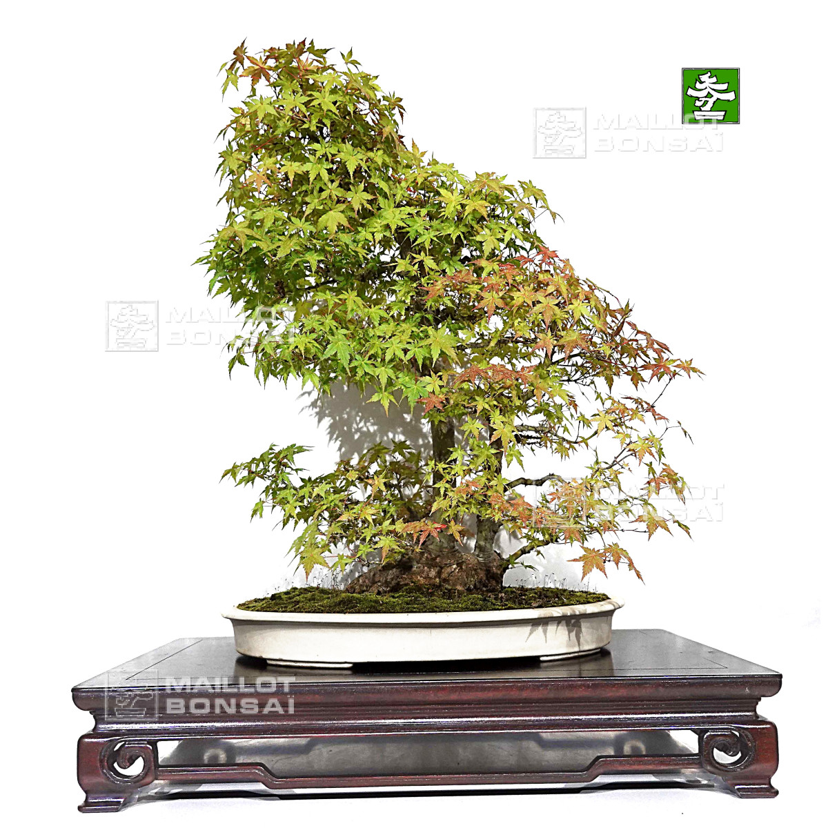 judas tree bonsai anzucht Bonsai Anzuchtset kaufen ➤ Handmade & Plastikfrei