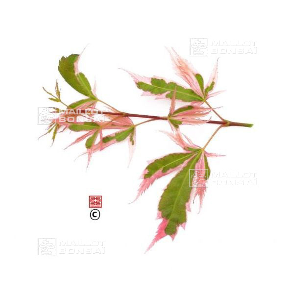 Acer palmatum HANA FUBUKI from MaillotErable The store MAILLOTERABLE