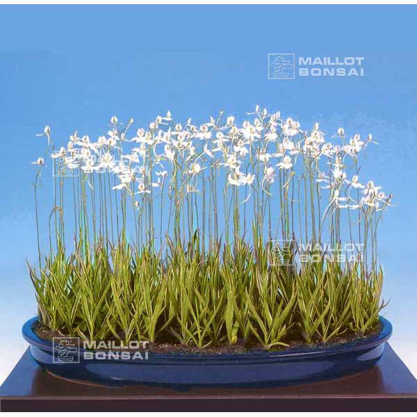 Habenaria radiata sales