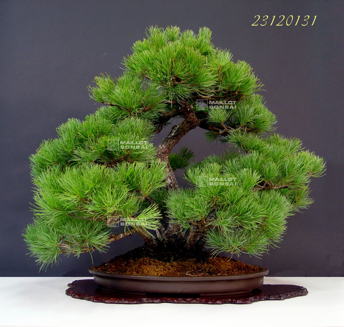 Coniferous bonsai Five-needle Japanese pine bonsai ref: 23120131 from  Maillot-Erable - The store MAILLOT-ERABLE