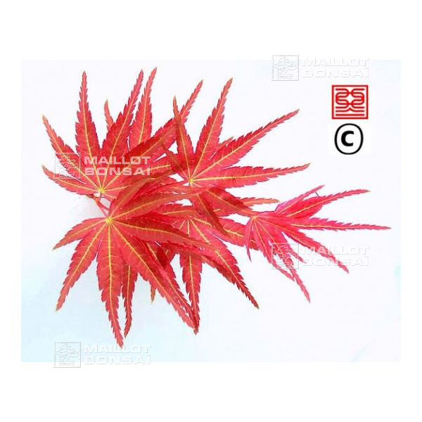 bambus winterschutz Bambus Winter Joy (Fargesia nitida 'Winter Joy') | 175-200 cm im Topf