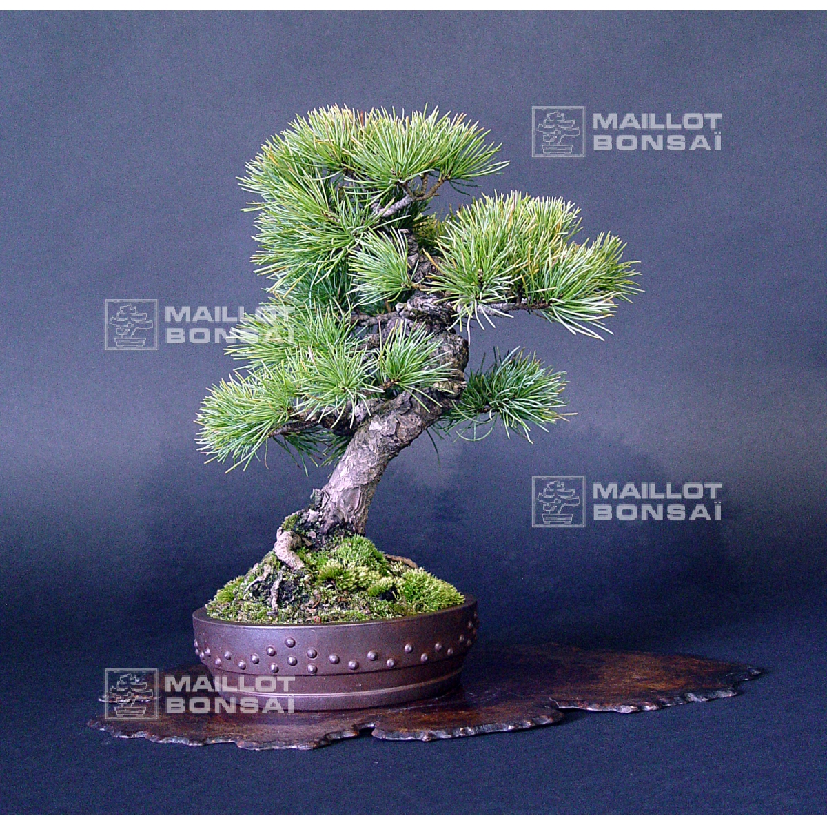 miniature bonsai tree Small Leaf Fig Bonsai Tree 6 Inch – Bonsai Gifts Nursery main image 0