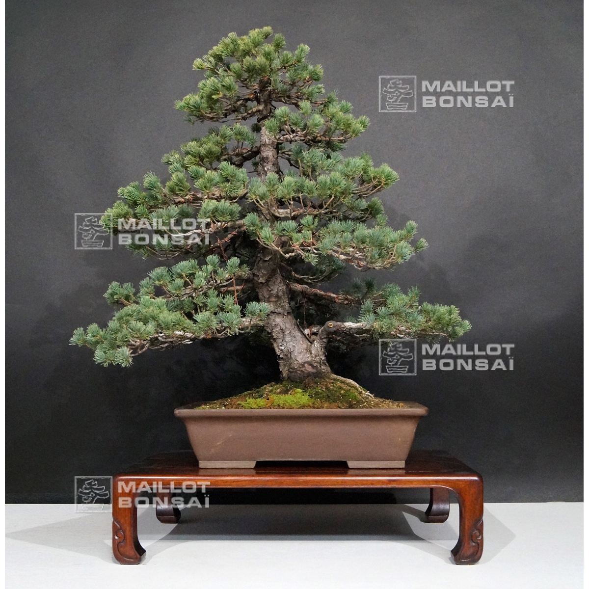 bonsai plants for sale near me Tiger Bark Ficus Bonsai 18 years old
