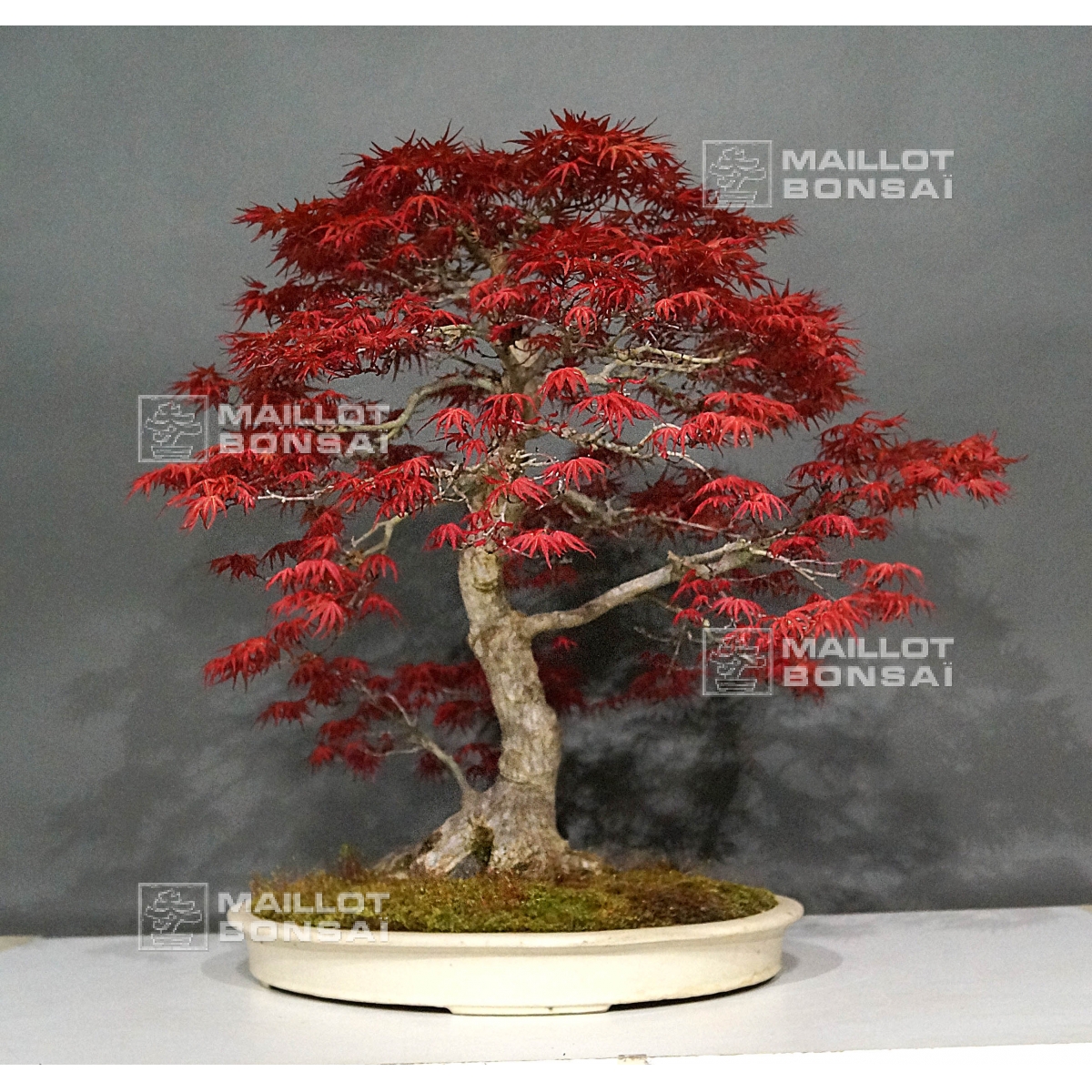 Bonsai masterpieces acer palmatum seigen bonsai ref: 08020164 from  Maillot-Erable - The store MAILLOT-ERABLE