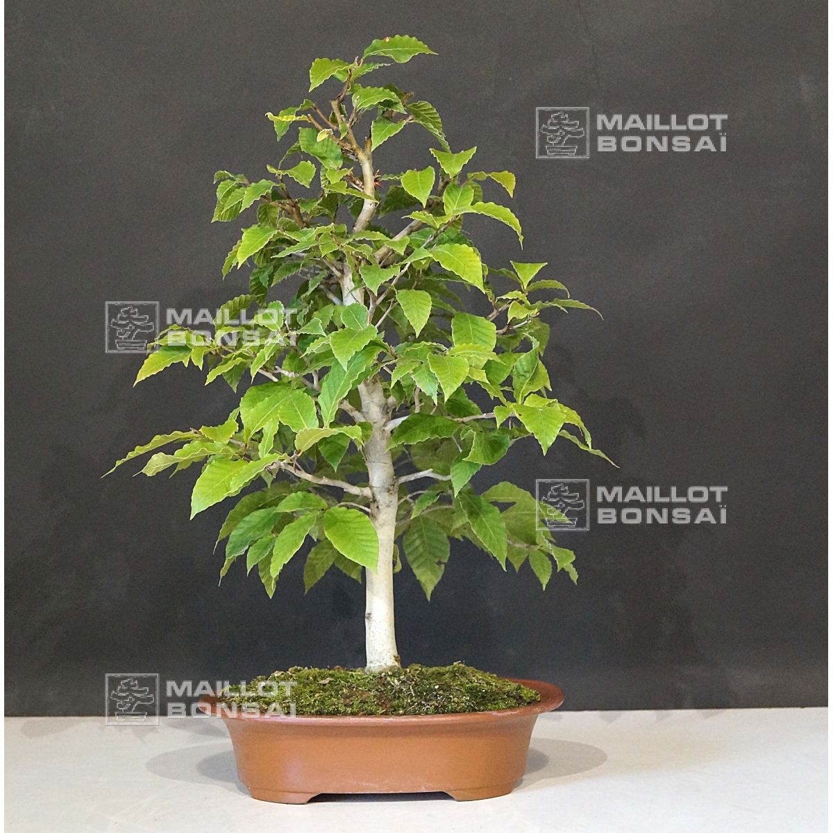 Deciduous bonsai fagus crenata beech tree bonsai ref: 14070172 from  Maillot-Erable - The store MAILLOT-ERABLE