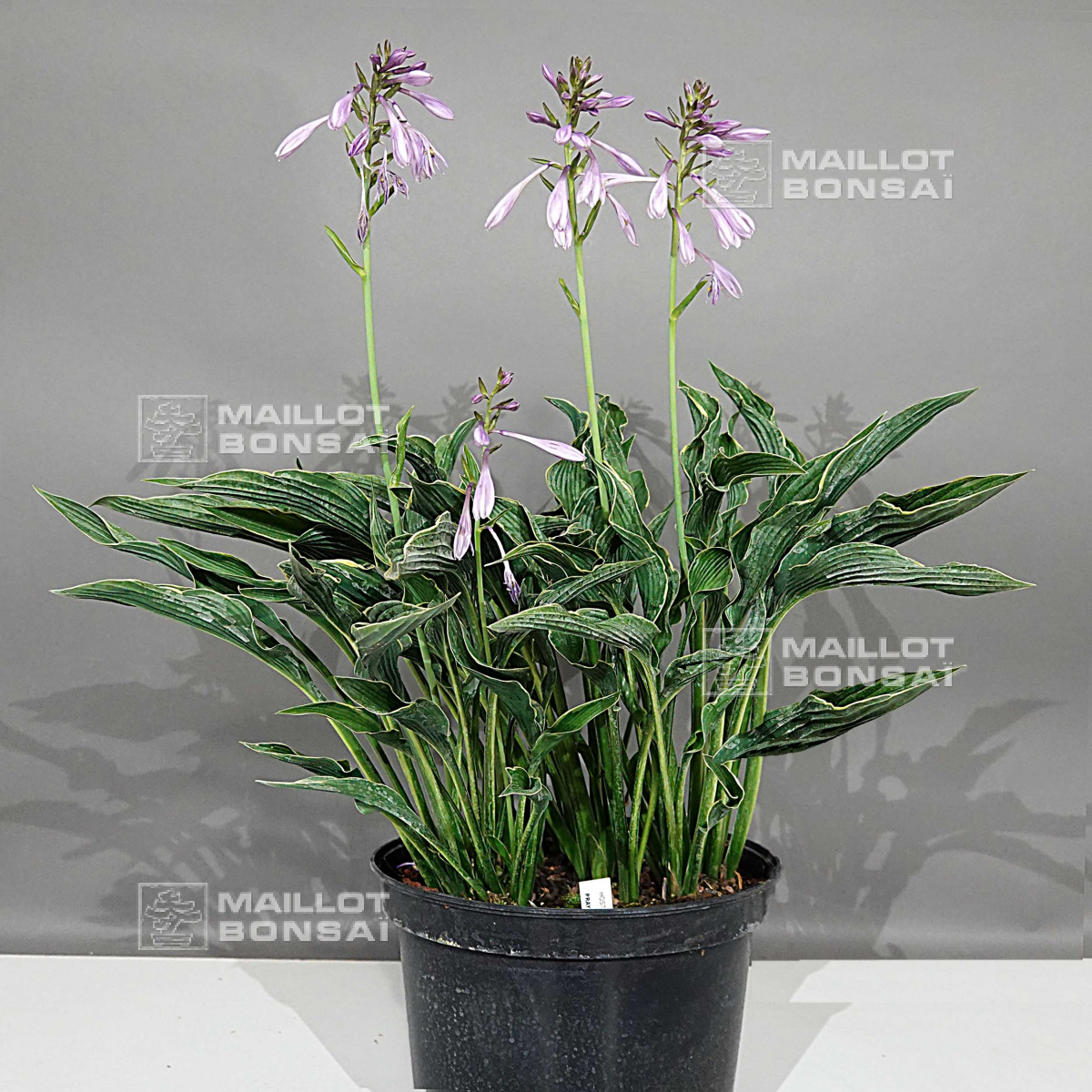 lavender seeds bulk Bulk Larkspur Seeds - Misty Lavender