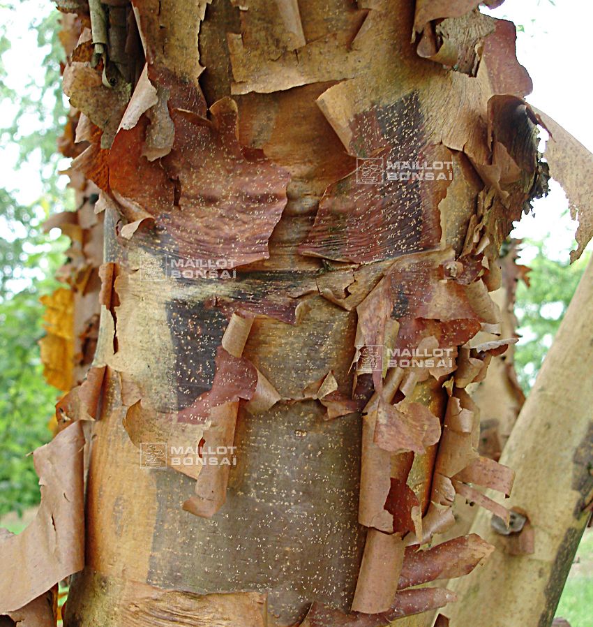 bambus rot Bambus Frottee rost
