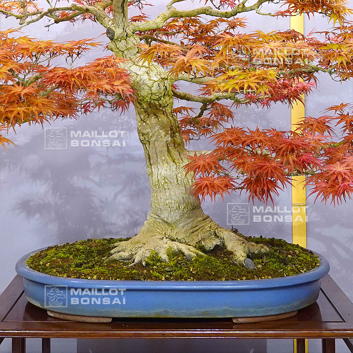 superthrive bonsai 4oz Bottle main image 1