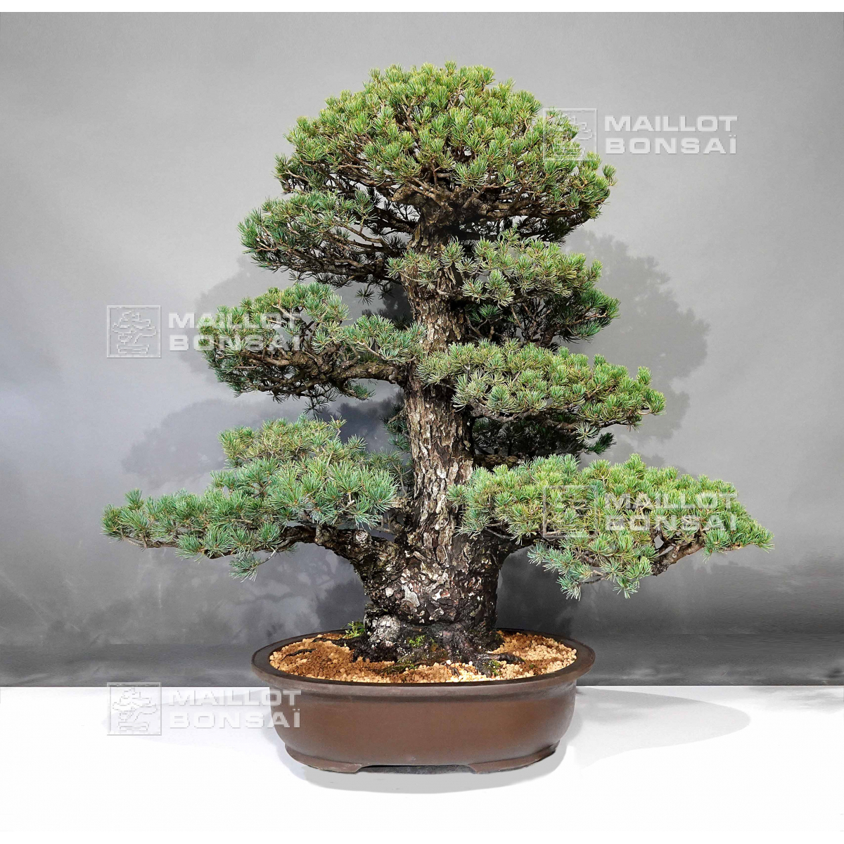 Bonsai masterpieces Pinus pentaphylla zuisho ref: 07011234 from  Maillot-Erable - The store MAILLOT-ERABLE