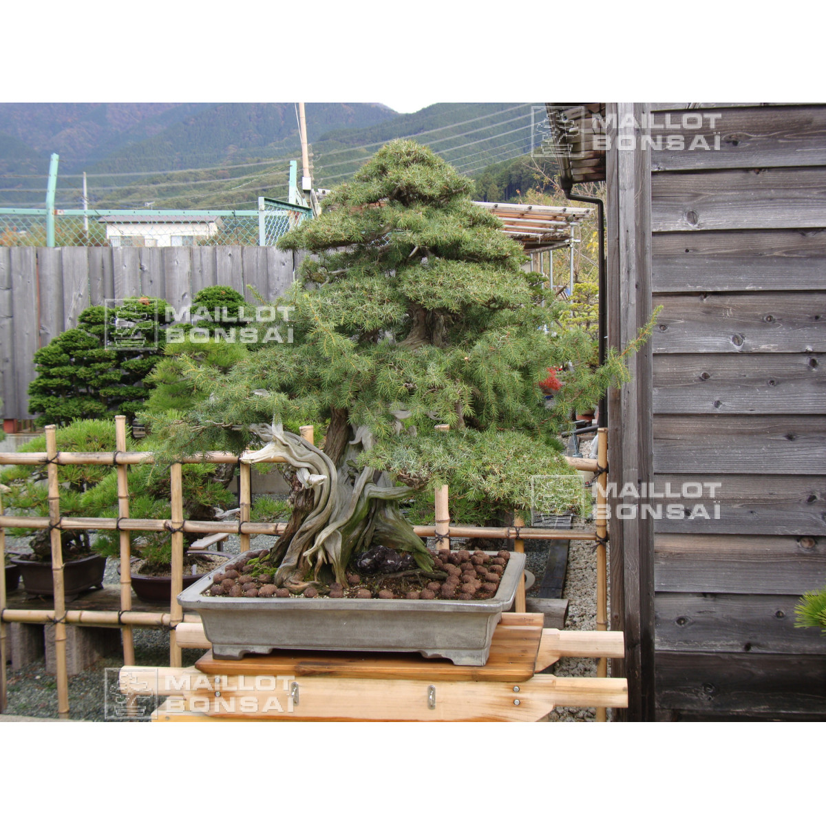TAMAHI SMALL SIZE ORGANIC BONSAI FERTILIZER