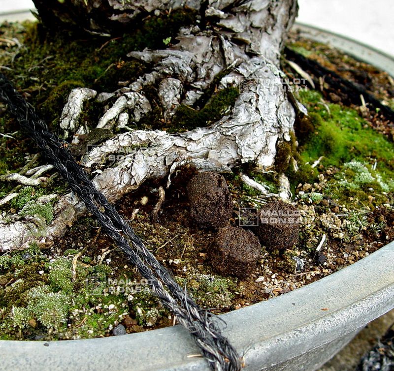 TAMAHI big SIZE ORGANIC BONSAI FERTILIZER