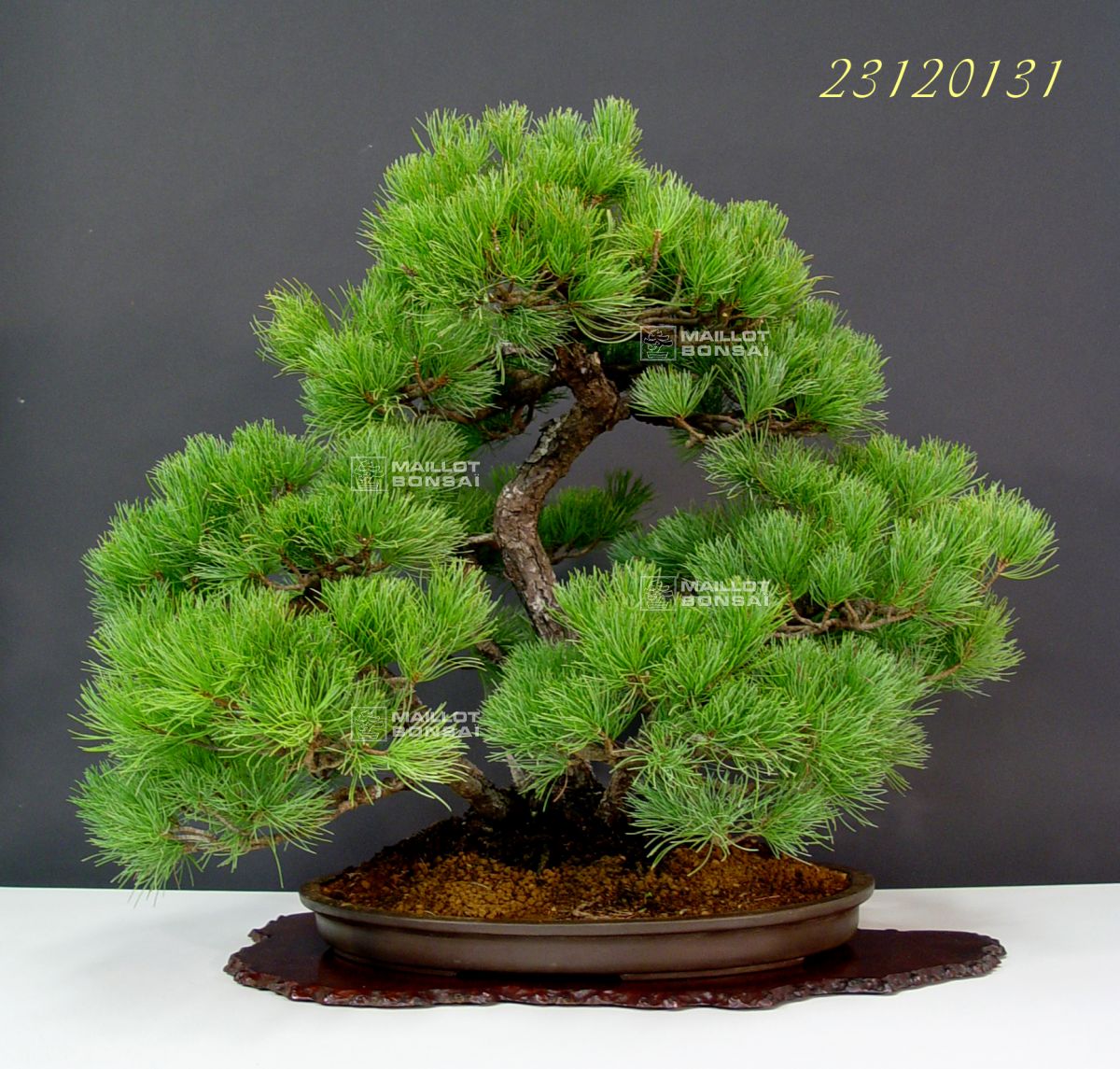 Coniferous bonsai Five-needle Japanese pine bonsai ref: 23120131 from  Maillot-Erable - The store MAILLOT-ERABLE