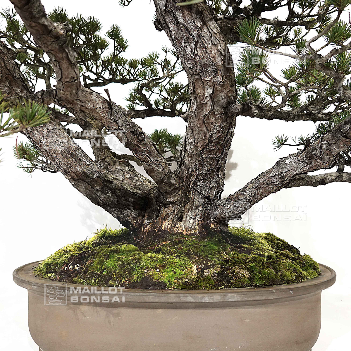 Outdoor bonsai trees pin 5 aiguilles kokonoe ref 030120258 from Maillot-Erable  - The store MAILLOT-ERABLE