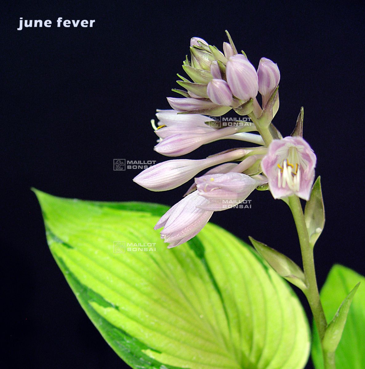 Hostas Hosta June fever from Maillot-Erable - The store MAILLOT-ERABLE