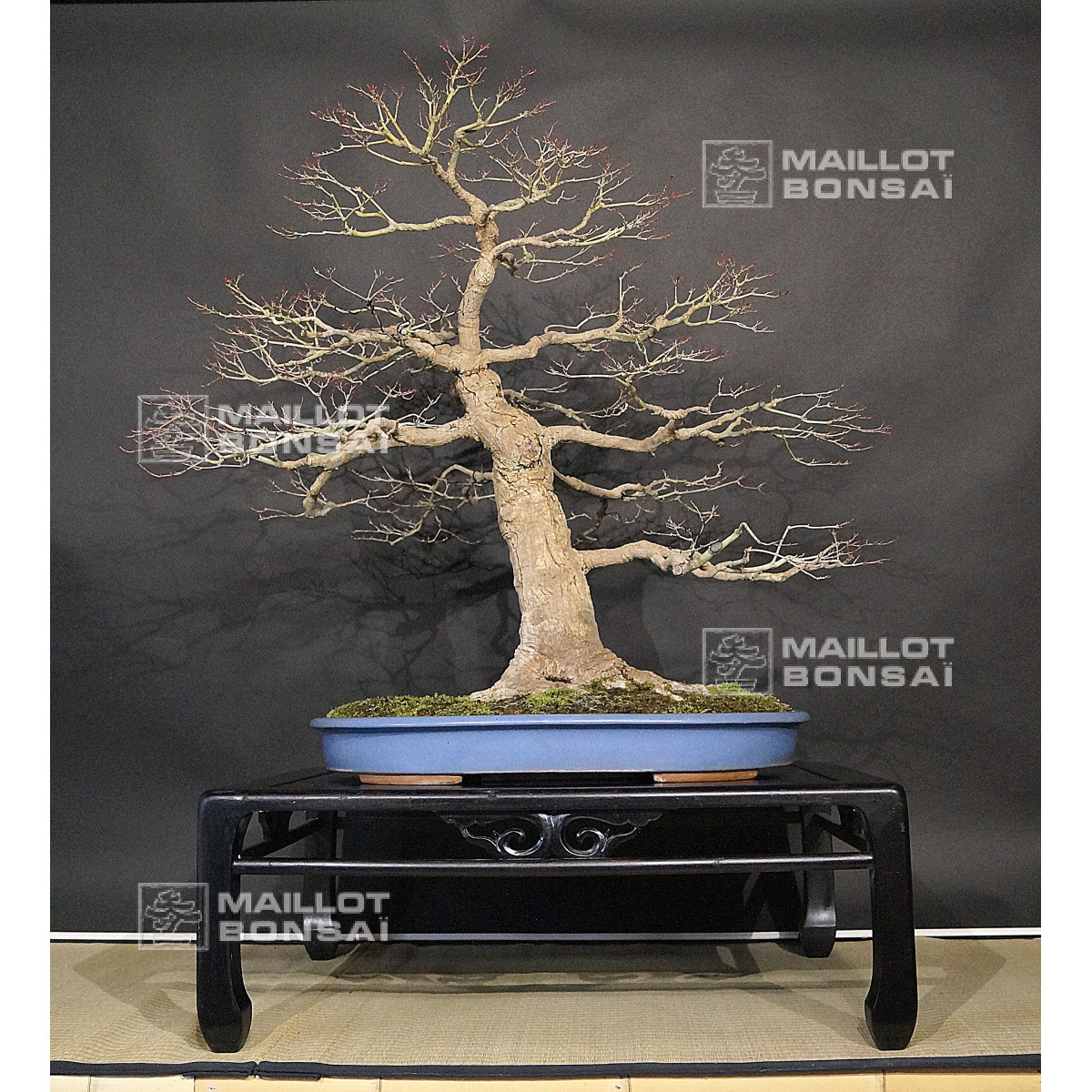 Bonsai masterpieces acer palmatum seigen ref :042025 from Maillot-Erable -  The store MAILLOT-ERABLE