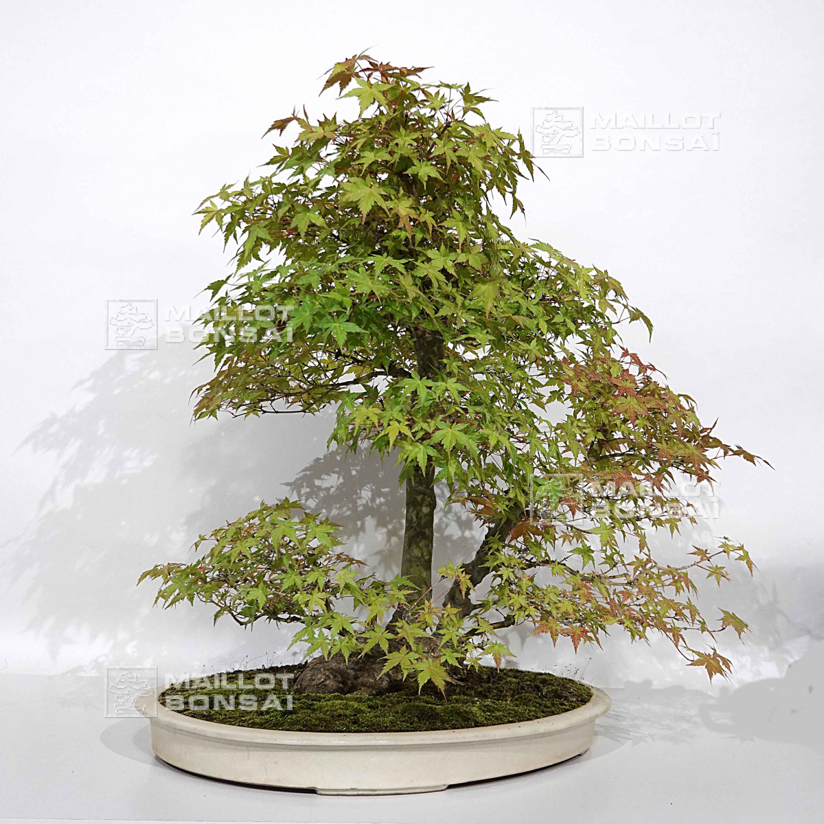 Bonsai masterpieces acer palmatum beni chidori 24070257 from Maillot-Erable  - The store MAILLOT-ERABLE