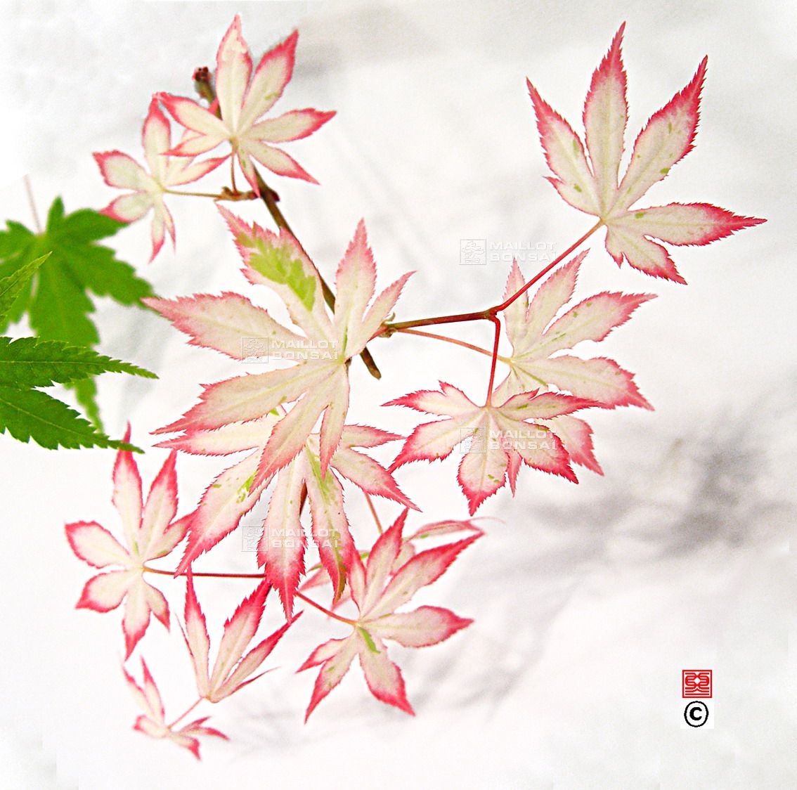 Https Www Maillot Erable Com Fr Boutique 29 Acer Amoenum 485 Izu No Odoriko Feuille D Erable Plante Terrasse Porte Greffe