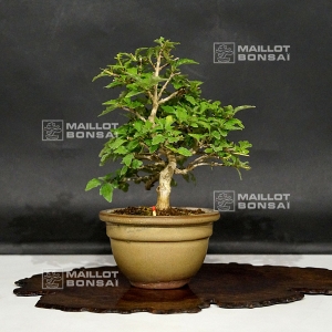 premna-japonica-06080181