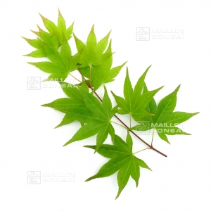 acer-amoenum-seeds-satsuki-beni