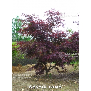 acer-amoenum-kasagi-yama-seeds