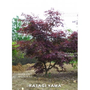 graines d'acer amoenum kasagi yama