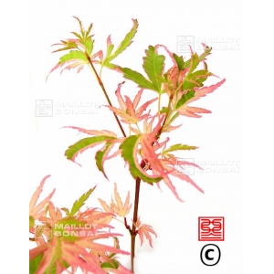 graines d'acer palmatum okukuji nishiki