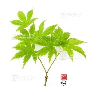 acer-matsumurae-seeds-hakodate-yama