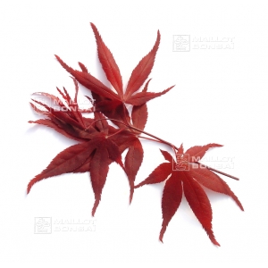 acer-amoenum-bloodgood-seeds