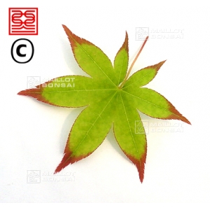 acer-amoenum-seeds-shigarami