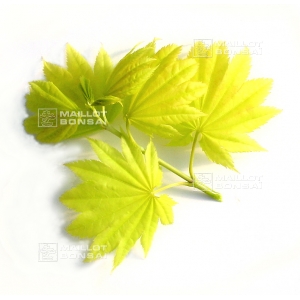 acer-shirasawanum-aureum-seeds