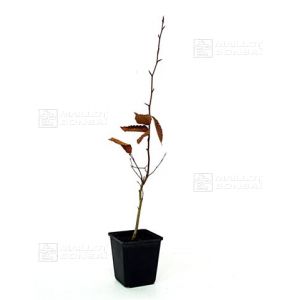 hetre-du-japon-fagus-crenata-semis-25-40-cm