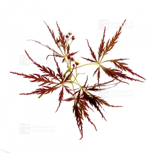 set-of-6-bags-of-seeds-japanese-maple