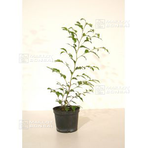 Stewartia monadelpha jeune plant pot 0.5 l 30 cm