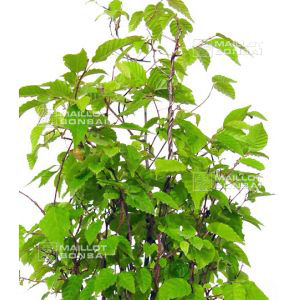 carpinus japonica 1 plante pot 1 litre