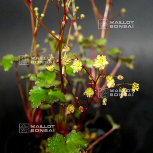 saxifraga-fortunei-kogane-no-mai