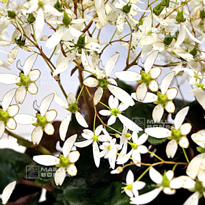 saxifraga-fortunei-beni-seto-midori