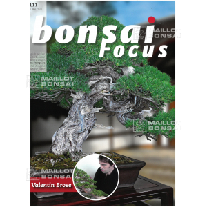 BONSAI FOCUS N° 111