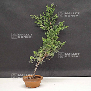 juniperus-chinensis-itoigawa-20-40-cm