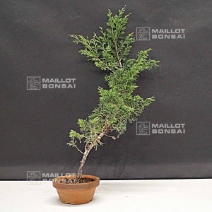 juniperus-chinensis-itoigawa