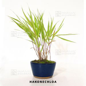 hakonechloa-macra-aureola-set-of-5-grass