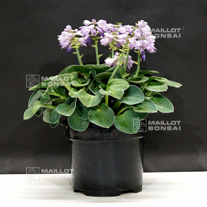 Hosta Blue mouse ears pot 3 litres