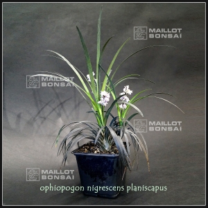 ophiopogon planiscapus 'nigrescens' 1 litre pot