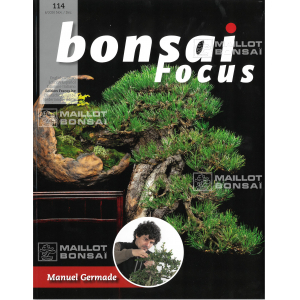 BONSAI FOCUS N° 114