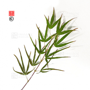 graines-d-acer-palmatum-atrolineare