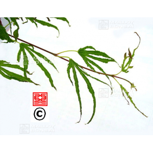 acer-amoenum-seeds-hiryuh