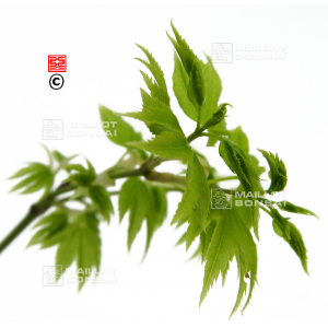 acer-amoenum-seeds-kawahara-no-midori