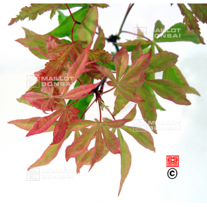 graines d'acer palmatum kinpai